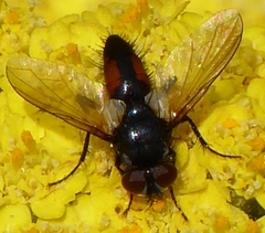 Clairvillia timberlakei