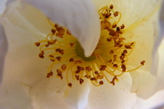Rosa bracteata
