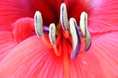 Hippeastrum hybridum