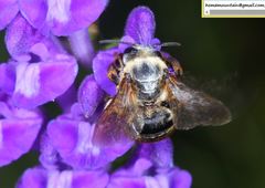 Eucera pekingensis