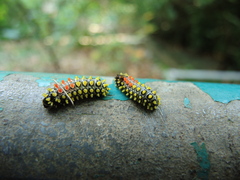Cyclosia papilionaris