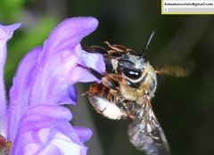 Eucera pekingensis