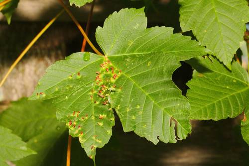 Sycamore Cherry Mite