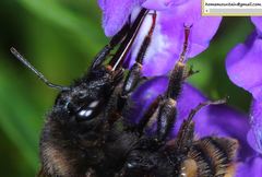 Bombus koreanus
