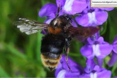 Bombus koreanus