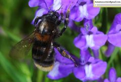 Bombus koreanus