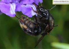 Bombus koreanus
