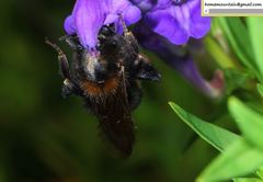 Bombus koreanus