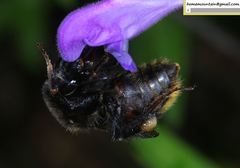 Bombus koreanus