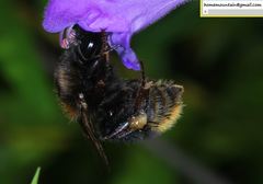 Bombus koreanus