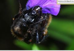 Bombus koreanus