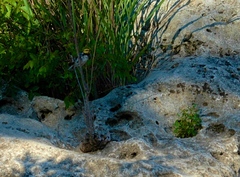 Setophaga chrysoparia