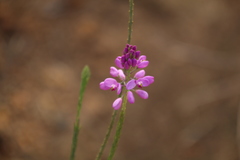 Comesperma virgatum