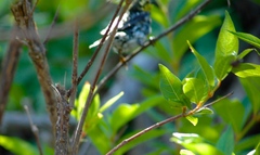 Setophaga chrysoparia