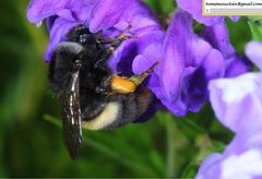 Bombus ganjsuensis