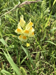 Linaria vulgaris