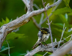 Setophaga chrysoparia