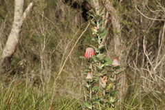 Banksia coccinea