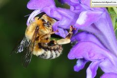 Anthophora deserticola