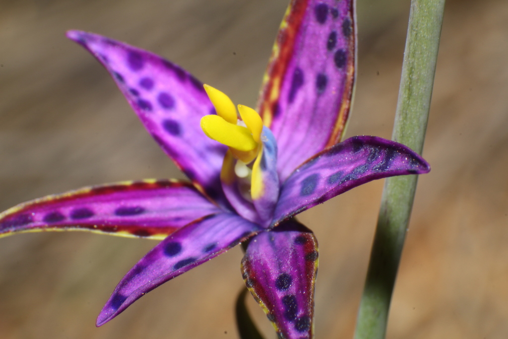 Thelymitra variegata