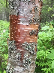 Betula neoalaskana