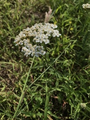 Achillea millefolium