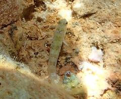 Microlipophrys dalmatinus