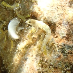 Microlipophrys dalmatinus