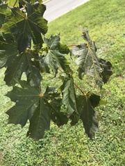 Acer platanoides