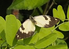 Belenois creona