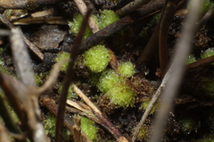 Goebelobryum