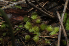 Goebelobryum