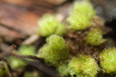 Goebelobryum