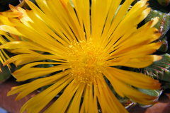 Glottiphyllum