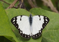 Belenois creona