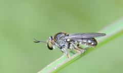 Cerotainia