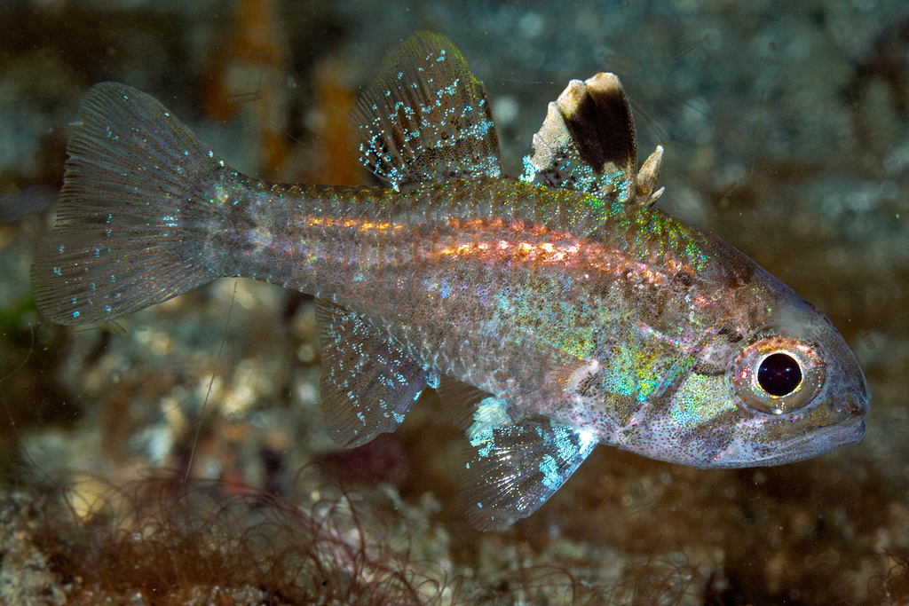 Cryptic Cardinalfish