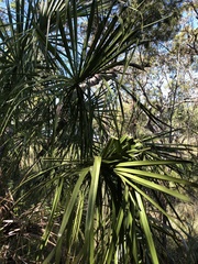Livistona decora