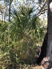 Livistona decora
