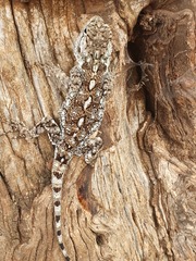 Acanthocercus gregorii