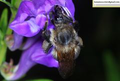 Bombus pseudobaicalensis