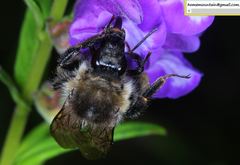 Bombus pseudobaicalensis