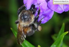 Bombus pseudobaicalensis