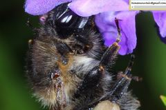 Bombus pseudobaicalensis