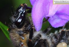 Bombus pseudobaicalensis