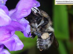 Bombus pseudobaicalensis