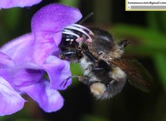 Bombus pseudobaicalensis