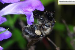 Bombus pseudobaicalensis