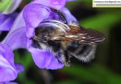 Bombus pseudobaicalensis