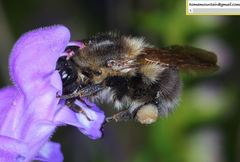 Bombus pseudobaicalensis